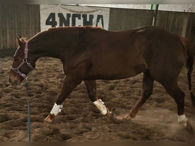 American Quarter Horse Wałach 3 lat 152 cm Kasztanowata in Kerekegyháza