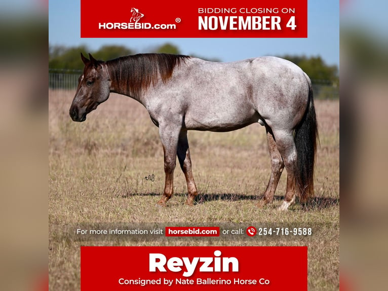 American Quarter Horse Wałach 3 lat 152 cm Kasztanowatodereszowata in Waco, TX