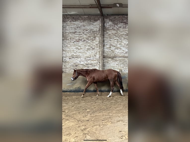 American Quarter Horse Wałach 3 lat 154 cm Kasztanowata in Mettmann