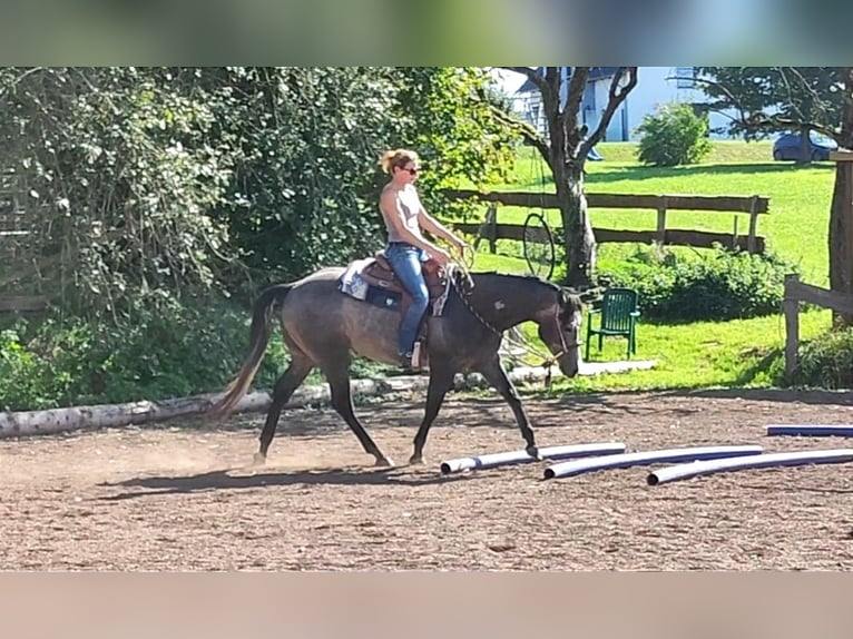 American Quarter Horse Wałach 3 lat 154 cm Siwa in Krautscheid