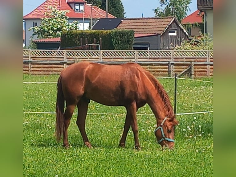 American Quarter Horse Wałach 3 lat 156 cm Kasztanowata in Harth-Pöllnitz