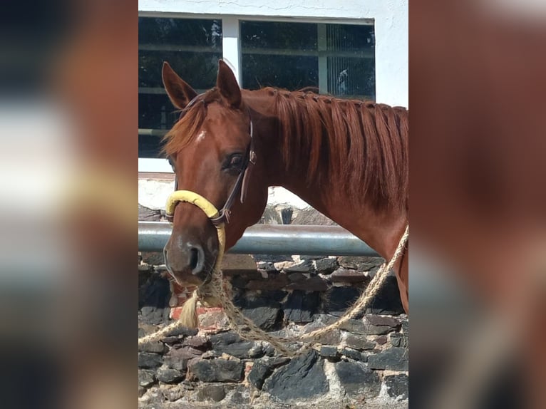 American Quarter Horse Wałach 3 lat 156 cm Kasztanowata in Harth-Pöllnitz