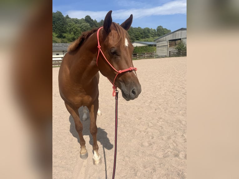 American Quarter Horse Wałach 3 lat 157 cm Kasztanowata in Floh-Seligenthal