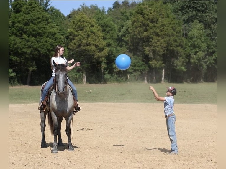 American Quarter Horse Mix Wałach 3 lat 163 cm Karodereszowata in Auburn, KY