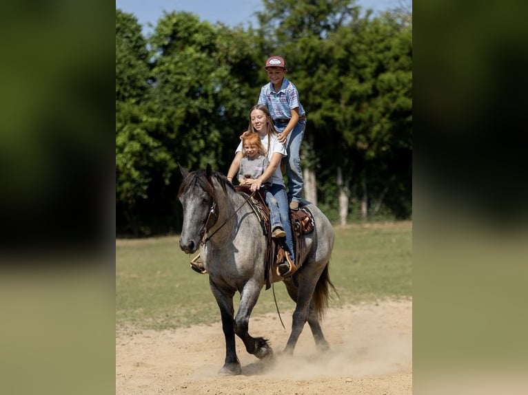 American Quarter Horse Mix Wałach 3 lat 163 cm Karodereszowata in Auburn, KY