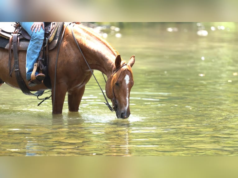 American Quarter Horse Wałach 3 lat Kasztanowatodereszowata in Canyon TX