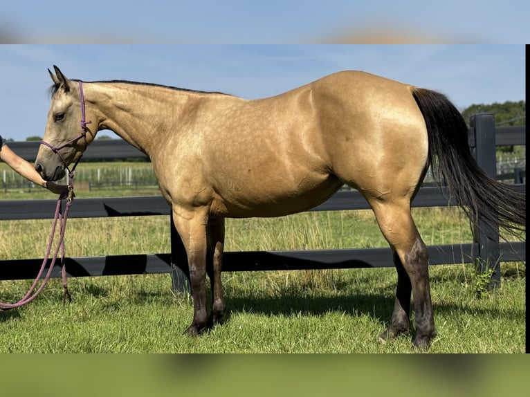 American Quarter Horse Wałach 4 lat 142 cm Jelenia in Brooklyn NY