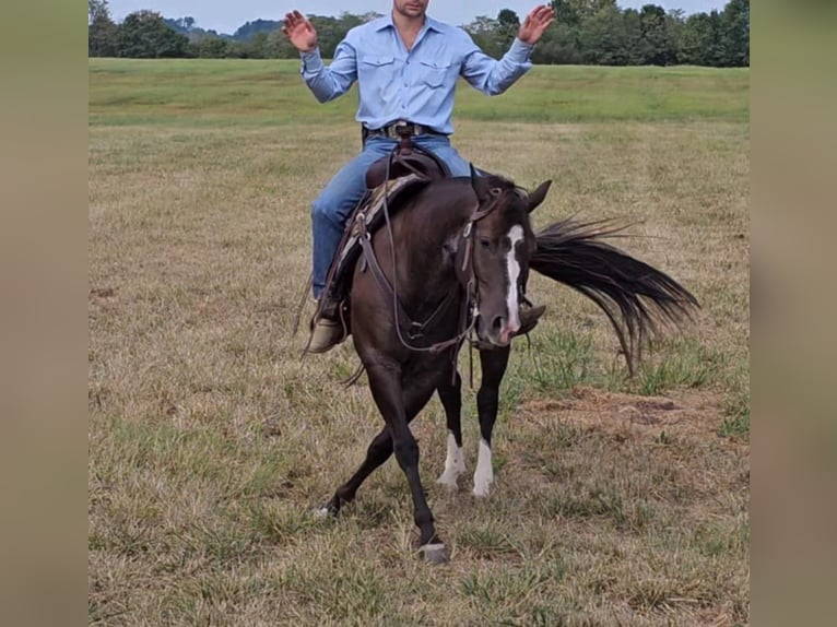 American Quarter Horse Wałach 4 lat 142 cm Kara in Robards KY