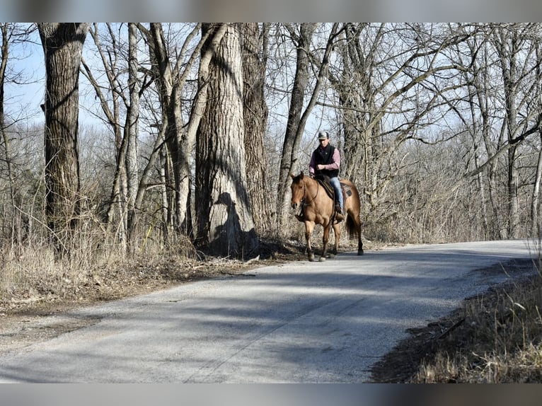 American Quarter Horse Wałach 4 lat 145 cm Bułana in Sweet Springs MO