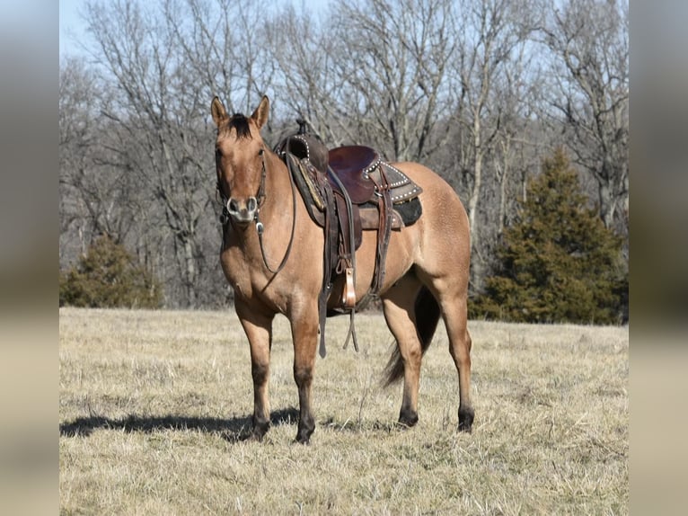 American Quarter Horse Wałach 4 lat 145 cm Bułana in Sweet Springs MO