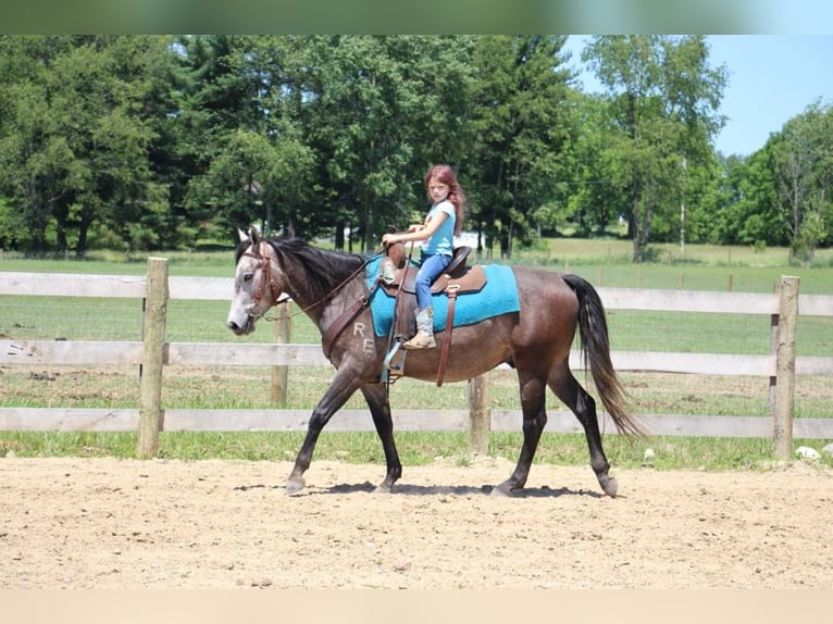 American Quarter Horse Wałach 4 lat 145 cm Siwa in Howell MI