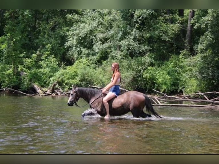 American Quarter Horse Wałach 4 lat 145 cm Siwa in Howell MI