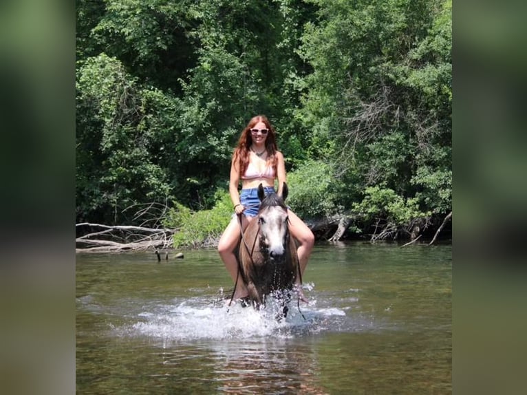 American Quarter Horse Wałach 4 lat 145 cm Siwa in Howell MI