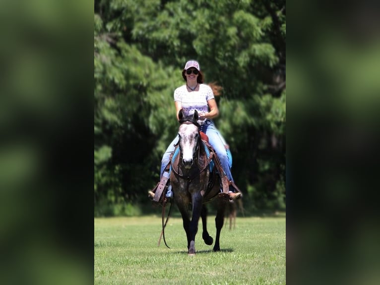 American Quarter Horse Wałach 4 lat 145 cm Siwa in Howell MI