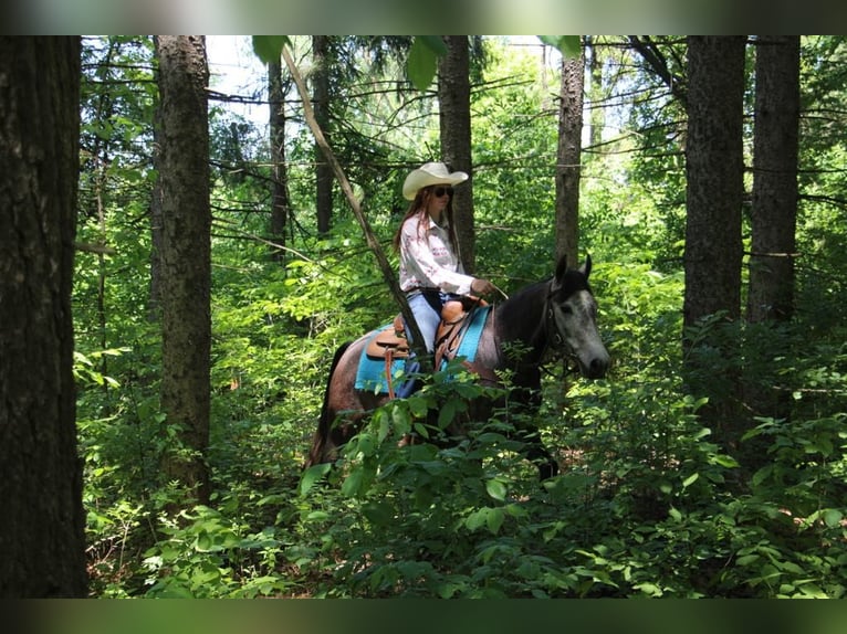 American Quarter Horse Wałach 4 lat 145 cm Siwa in Howell MI