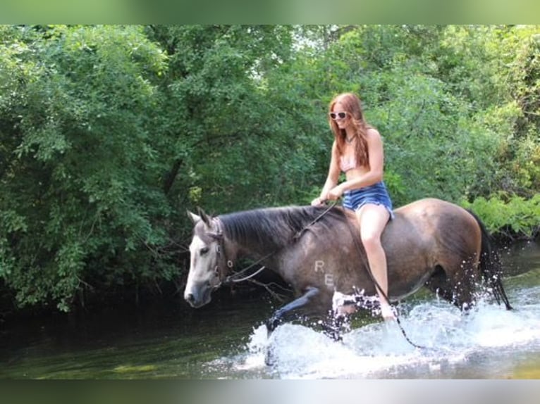 American Quarter Horse Wałach 4 lat 145 cm Siwa in Howell MI