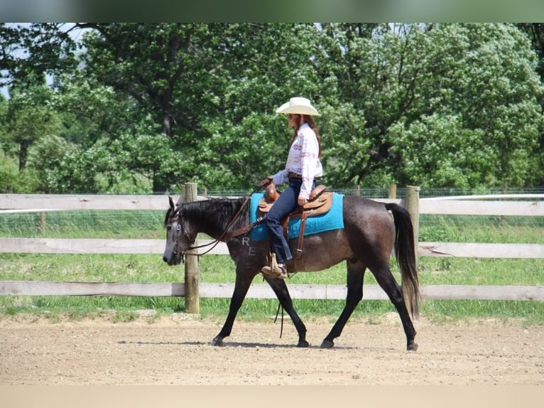 American Quarter Horse Wałach 4 lat 145 cm Siwa in Howell MI