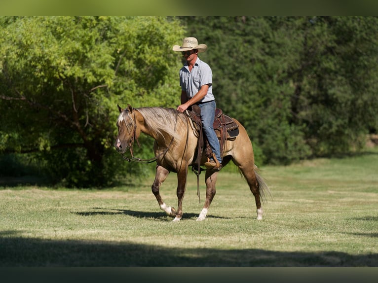 American Quarter Horse Wałach 4 lat 147 cm Bułana in Canyon TX