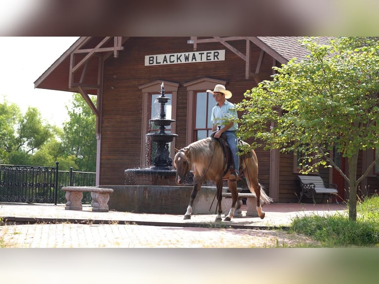 American Quarter Horse Wałach 4 lat 147 cm Bułana in Canyon TX