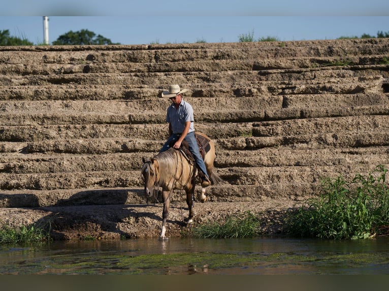 American Quarter Horse Wałach 4 lat 147 cm Bułana in Canyon TX