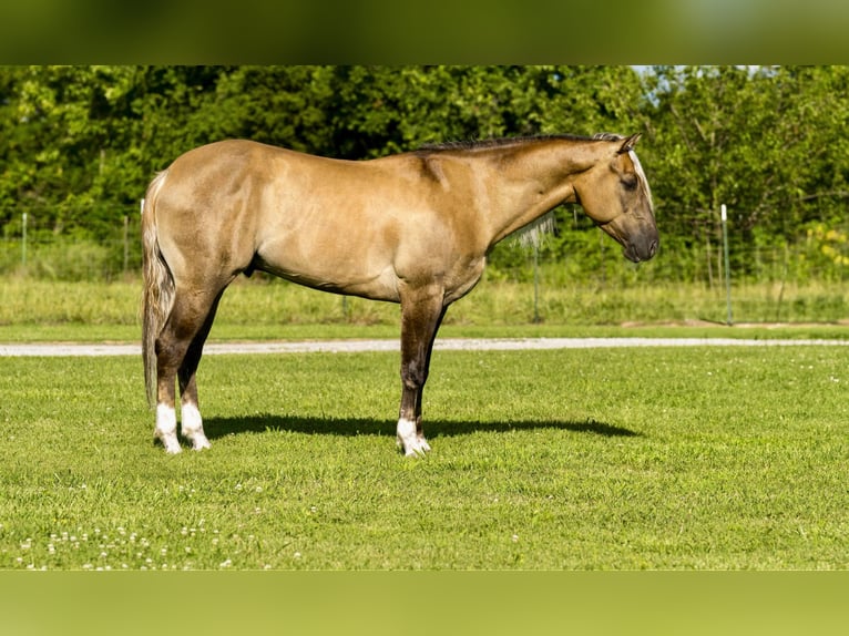 American Quarter Horse Wałach 4 lat 147 cm Bułana in Canyon TX