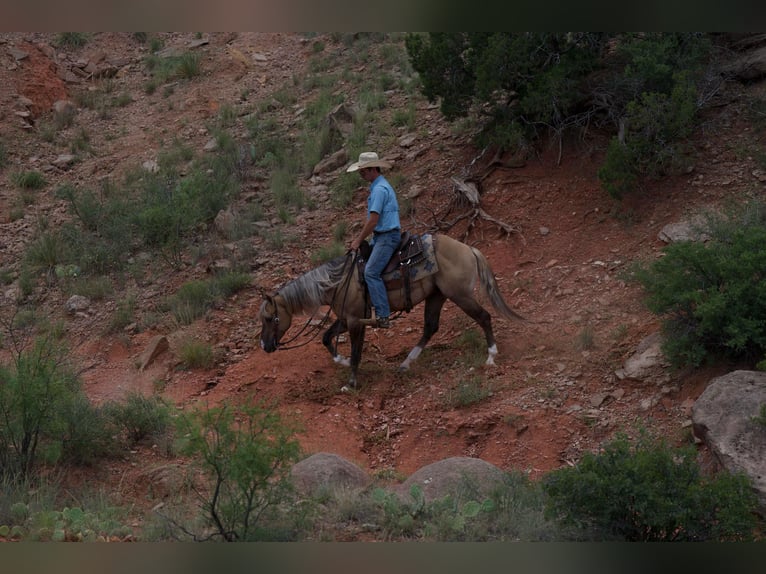 American Quarter Horse Wałach 4 lat 147 cm Bułana in Canyon TX