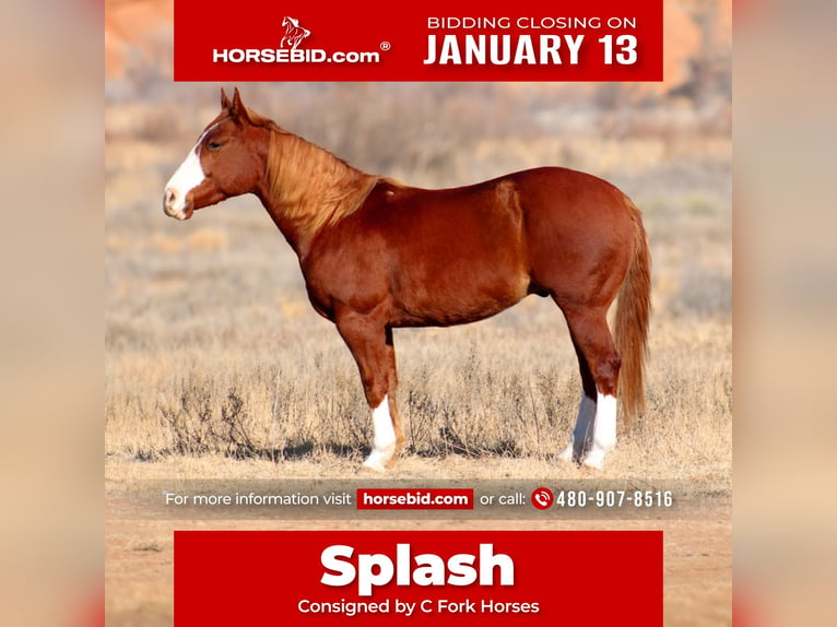 American Quarter Horse Wałach 4 lat 147 cm Ciemnokasztanowata in Wildorado, TX