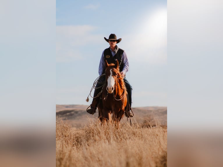 American Quarter Horse Wałach 4 lat 147 cm Ciemnokasztanowata in Wildorado, TX