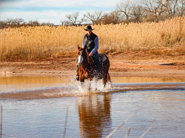 American Quarter Horse Wałach 4 lat 147 cm Ciemnokasztanowata in Wildorado, TX