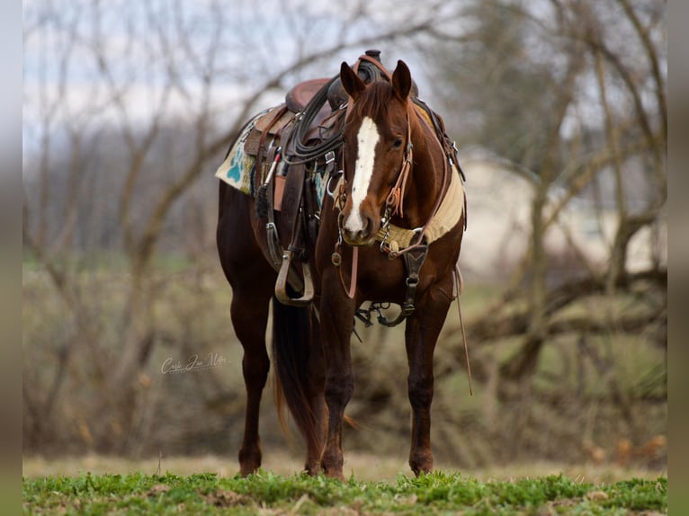 American Quarter Horse Wałach 4 lat 147 cm Ciemnokasztanowata in Fieldon IL
