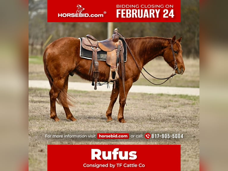 American Quarter Horse Wałach 4 lat 147 cm Cisawa in Waco, TX