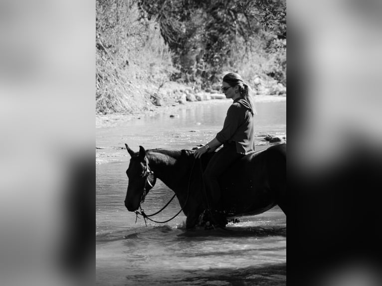 American Quarter Horse Wałach 4 lat 147 cm Gniada in Stephenville, TX