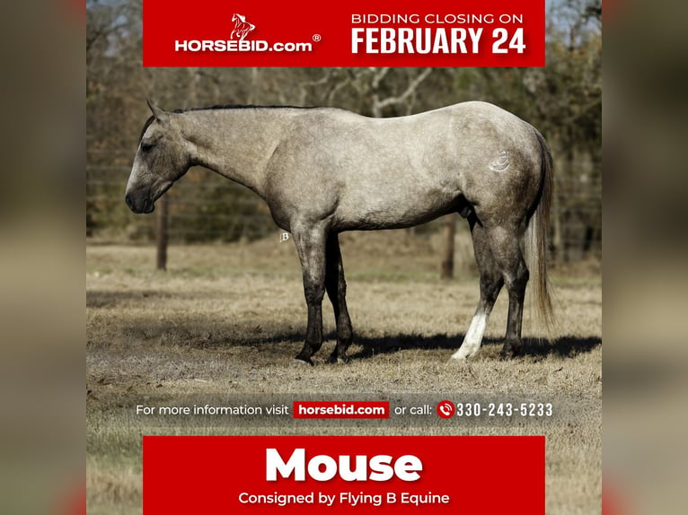 American Quarter Horse Wałach 4 lat 147 cm Siwa in Lufkin, TX