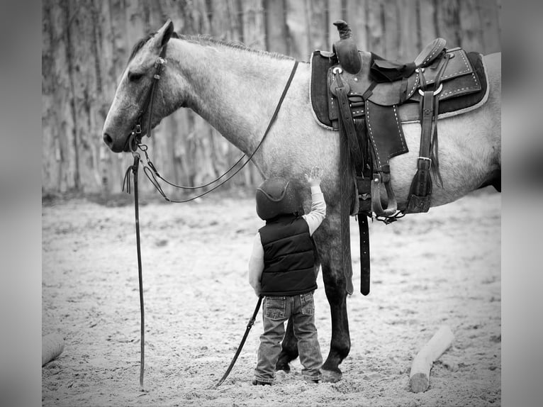 American Quarter Horse Wałach 4 lat 147 cm Siwa in Lufkin, TX