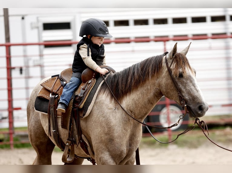 American Quarter Horse Wałach 4 lat 147 cm Siwa in Lufkin, TX