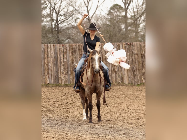 American Quarter Horse Wałach 4 lat 147 cm Siwa in Lufkin, TX