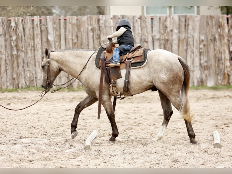 American Quarter Horse Wałach 4 lat 147 cm Siwa in Lufkin, TX