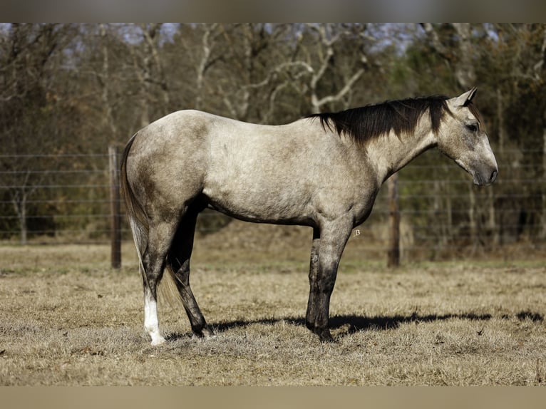 American Quarter Horse Wałach 4 lat 147 cm Siwa in Lufkin, TX