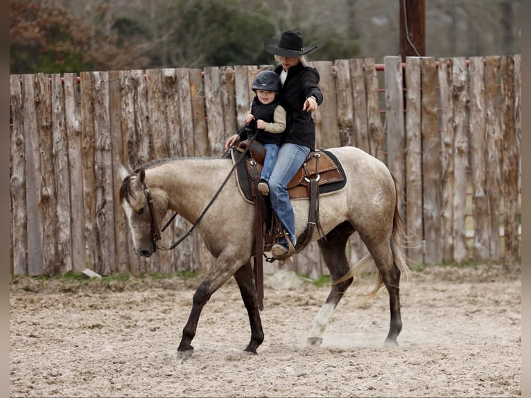 American Quarter Horse Wałach 4 lat 147 cm Siwa in Lufkin, TX