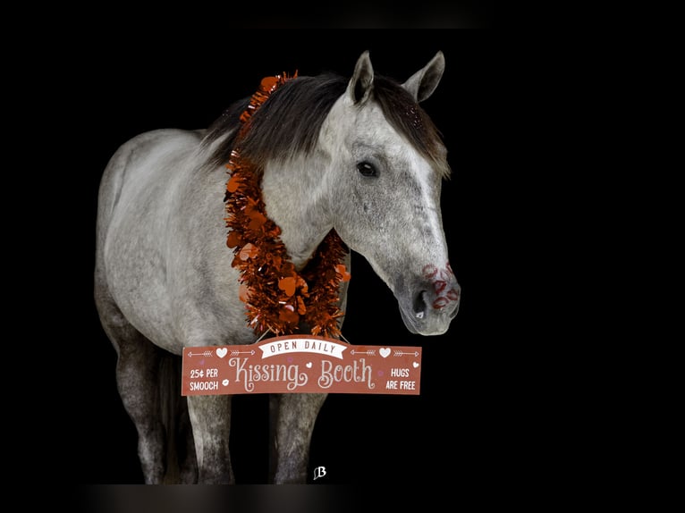 American Quarter Horse Wałach 4 lat 147 cm Siwa in Lufkin, TX