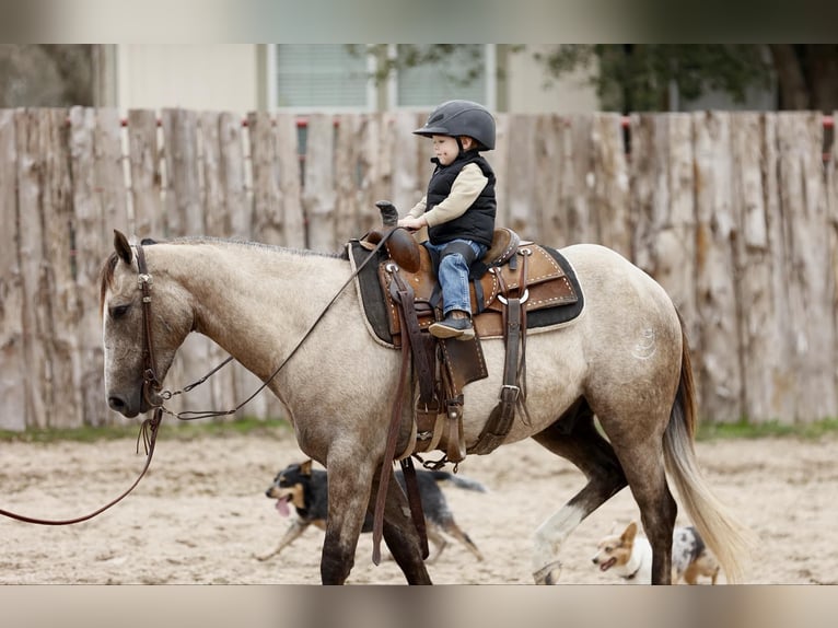 American Quarter Horse Wałach 4 lat 147 cm Siwa in Lufkin, TX