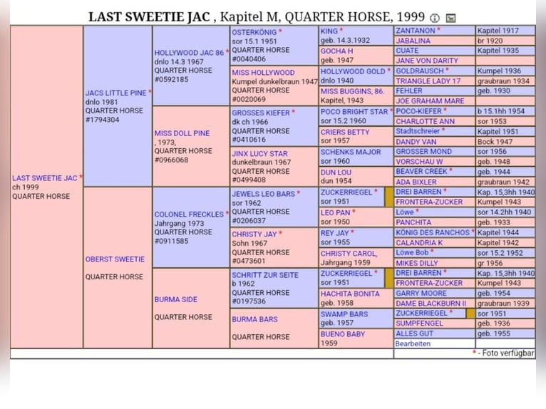 American Quarter Horse Wałach 4 lat 148 cm Ciemnogniada in Diemelstadt