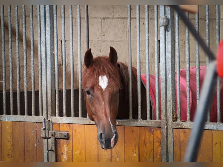 American Quarter Horse Wałach 4 lat 148 cm Kasztanowata in Vorstenbosch