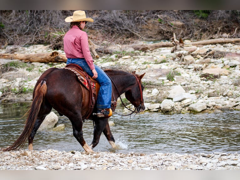 American Quarter Horse Wałach 4 lat 150 cm Ciemnokasztanowata in Stephenville, TX