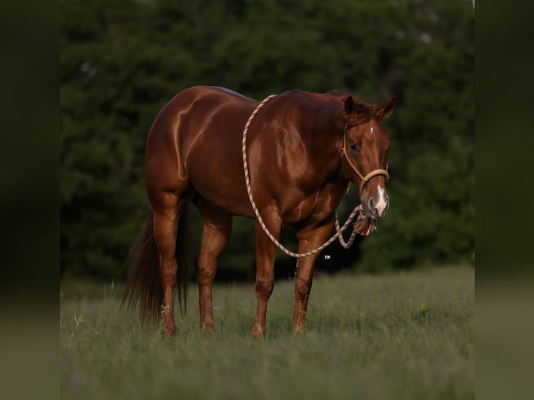 American Quarter Horse Wałach 4 lat 150 cm Cisawa in Weatherford