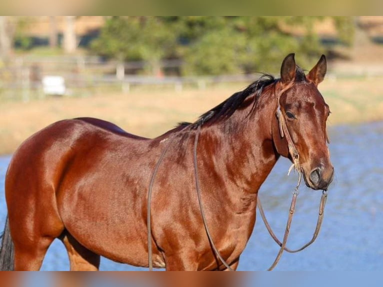 American Quarter Horse Wałach 4 lat 150 cm Gniada in Joshua, TX