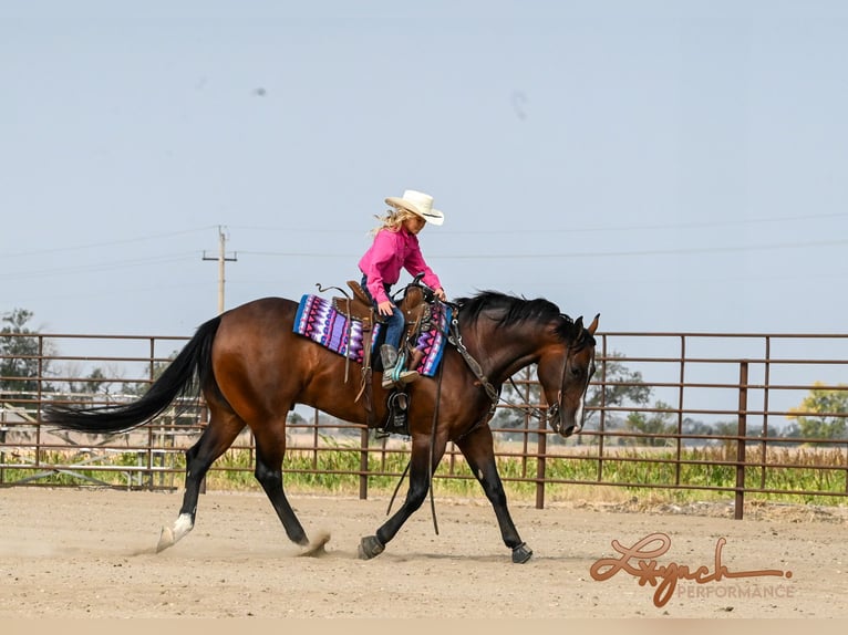 American Quarter Horse Wałach 4 lat 150 cm Gniada in Canistota, SD