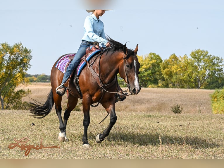 American Quarter Horse Wałach 4 lat 150 cm Gniada in Canistota, SD