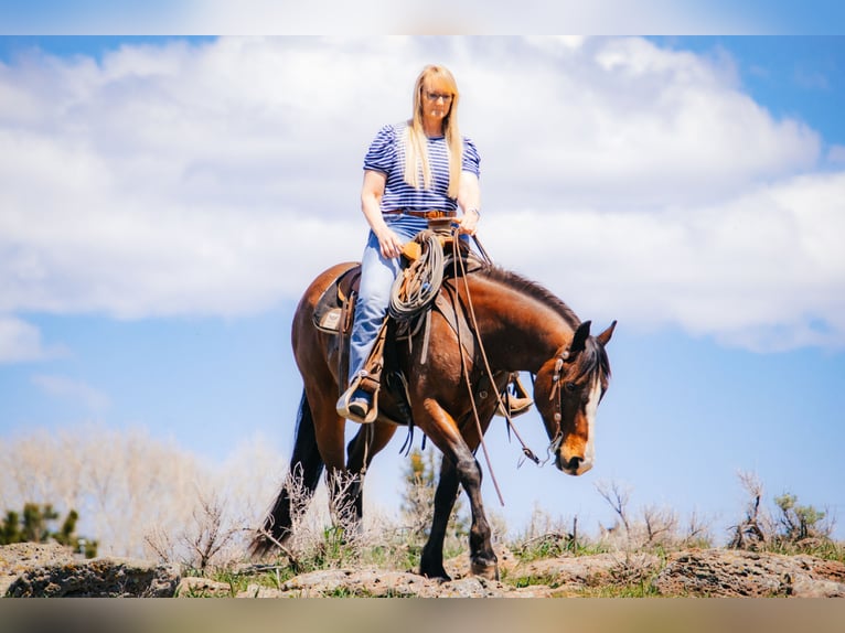 American Quarter Horse Wałach 4 lat 150 cm Gniada in Saint Anthony