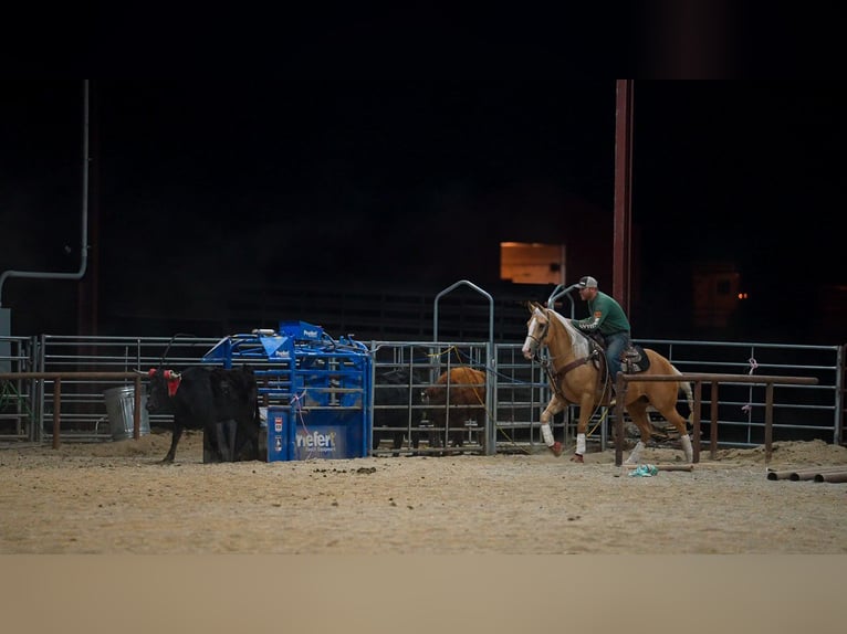 American Quarter Horse Wałach 4 lat 150 cm Izabelowata in Marshfield